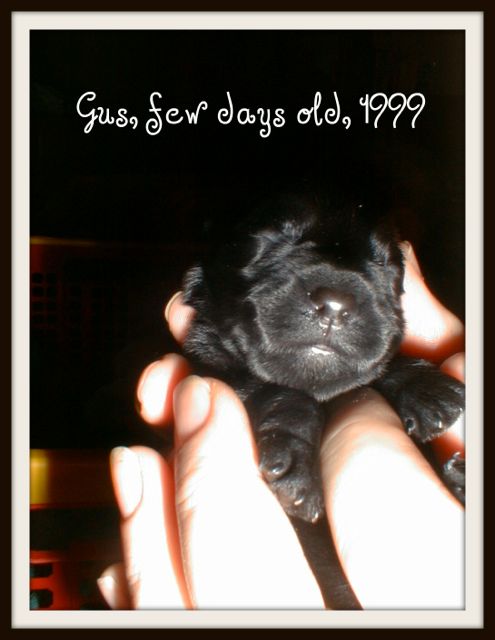 Gus, 12th February 1999 - 4th July 2012