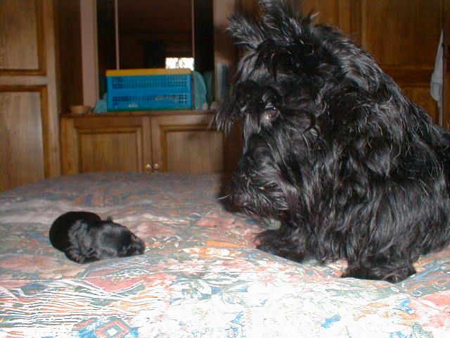 Izzy with 7 day old Kelpie, 1999