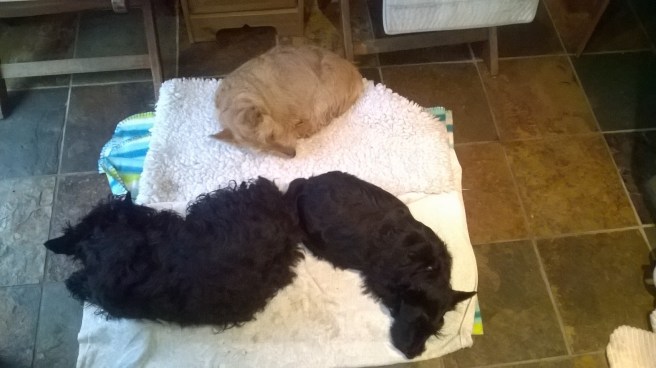 WP_20151201_14_34_13_Pro