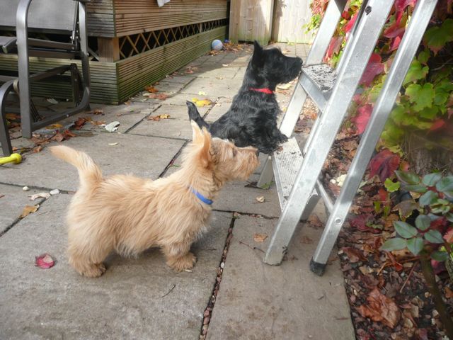 Sparta and step ladder