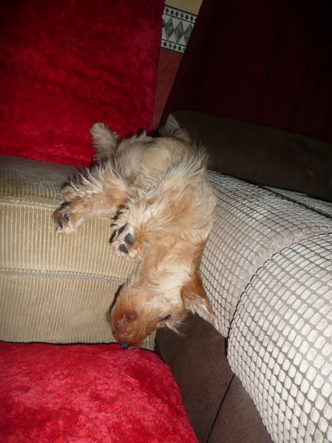 Upside down sleeping