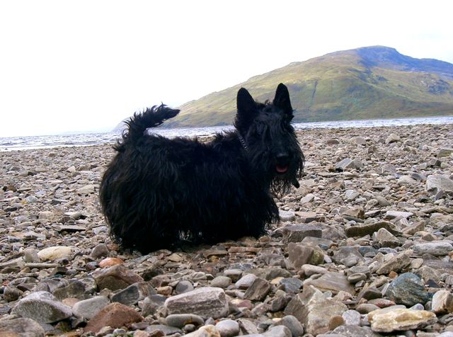Kelpie on Isle of Skye, 2005